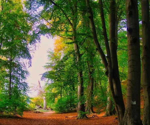 Waldgefluester 70 Qm I Ueberdachte Terrasse I 2 Schlafzimmer I Strandnah * Joachimsthal