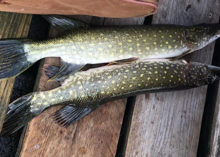 Waldgefluester 70 Qm I Ueberdachte Terrasse I 2 Schlafzimmer I Strandnah